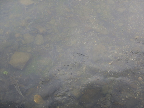 GDMBR: There's Trout in Henry's Fork.